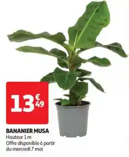 Auchan Drive Bananier musa offre
