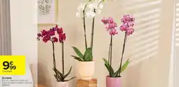 Carrefour Drive Orchidée offre