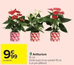 Carrefour Drive Anthurium offre