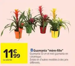 Carrefour Drive Guzmania "mère-fille" offre