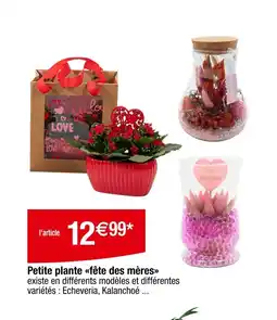 Carrefour Petite plante fête des mères offre