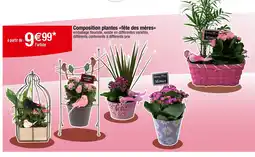 Carrefour Composition plantes fête des mères offre