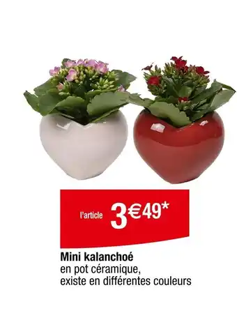 Carrefour Mini Kalanchoé offre