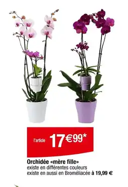 Carrefour Orchidée mère fille offre