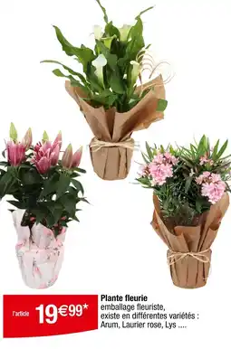 Carrefour Plante fleurie offre