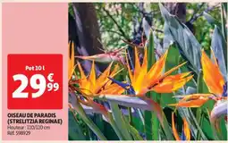 OISEAU DE PARADIS (STRELITZIA REGINAE)