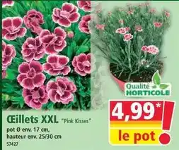 Norma Ceillets xxl offre