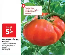 Auchan Drive Plants de légumes greffés offre