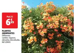 Auchan Drive Plantes grimpantes offre