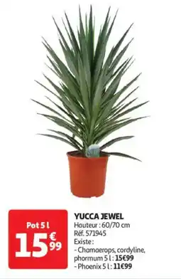 Auchan Drive Yucca jewel offre
