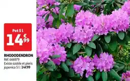 Auchan Drive Rhododendron offre