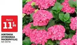 Auchan Drive Hortensia hydrangea macrophylla offre