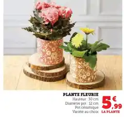 Hyper U Plante fleurie offre