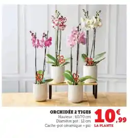 Hyper U Orchidée 2 tiges offre