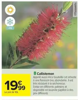 Carrefour Drive Callistemon offre