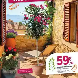 E.Leclerc LAURIER ROSE ARBRE TIGE offre