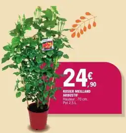 E.Leclerc ROSIER MEILLAND ARBUSTIF offre