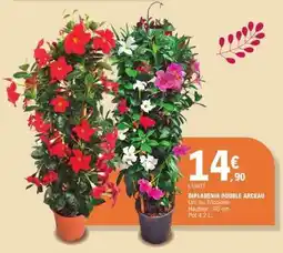 E.Leclerc DIPLADENIA DOUBLE ARCEAU offre