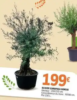 E.Leclerc OLIVIER EUROPAEA BONSAI offre