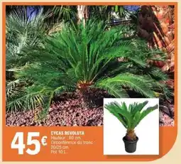 E.Leclerc Cycas Revoluta offre