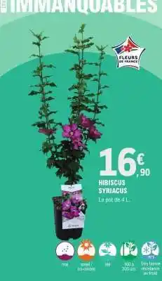 E.Leclerc HIBISCUS SYRIACUS offre