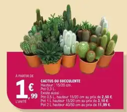 E.Leclerc Cactus ou Succulente offre