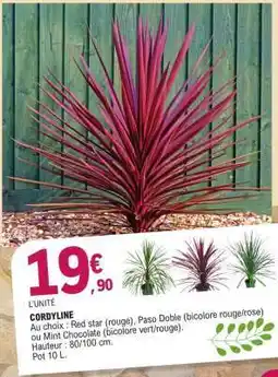 E.Leclerc CORDYLINE offre