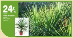E.Leclerc CORDYLINE INDIVISA offre
