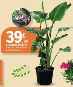 E.Leclerc STRELITZIA AUGUSTA offre