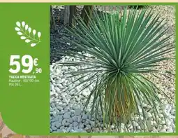 E.Leclerc YUCCA ROSTRATA offre