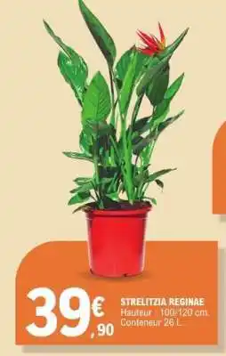 E.Leclerc STRELITZIA REGINAE offre