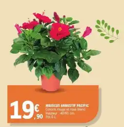 E.Leclerc HIBISCUS ARBUSTIF PACIFIC offre
