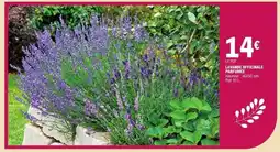 E.Leclerc Lavande Officinale Parfumée offre