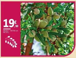 E.Leclerc AMANDIER offre