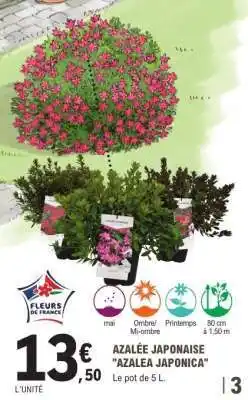 E.Leclerc Azalée Japonaise 'Azalea Japonica' offre