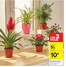 Carrefour Drive Plante Fleurie ou Verte offre