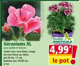 Norma Géraniums XL pour jardins et balcons offre