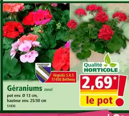 Norma Géraniums zonal offre