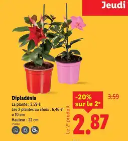 Lidl Dipladénia offre