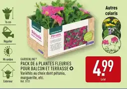ALDI GARDENLINE Pack de 6 plantes fleuries pour balcon et terrasse offre