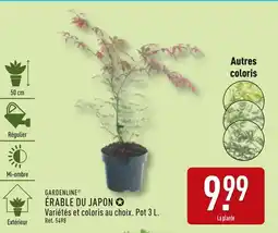 ALDI GARDENLINE Érable du japon offre