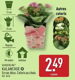 ALDI GARDENLINE Kalanchoe offre