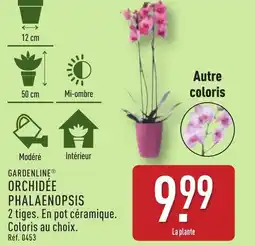 ALDI GARDENLINE Orchidée phalaenopsis offre