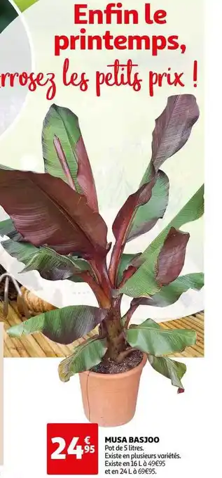 Musa Basjoo