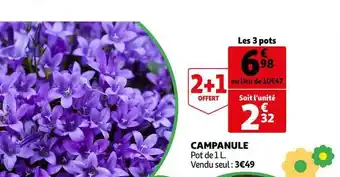 Campanule