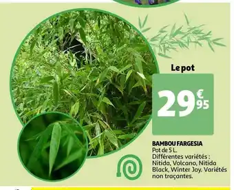 Bambou Fargesia