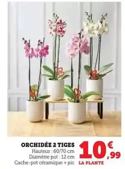 Super U Orchidée 2 tiges offre