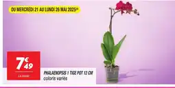 Netto Phalaenopsis 1 tige pot offre