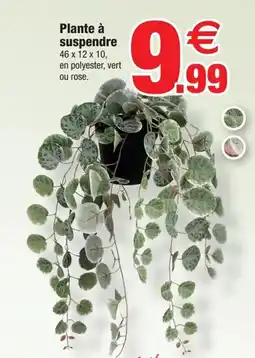Bazarland Plante à suspendre offre