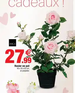 Bazarland Rosier en pot offre